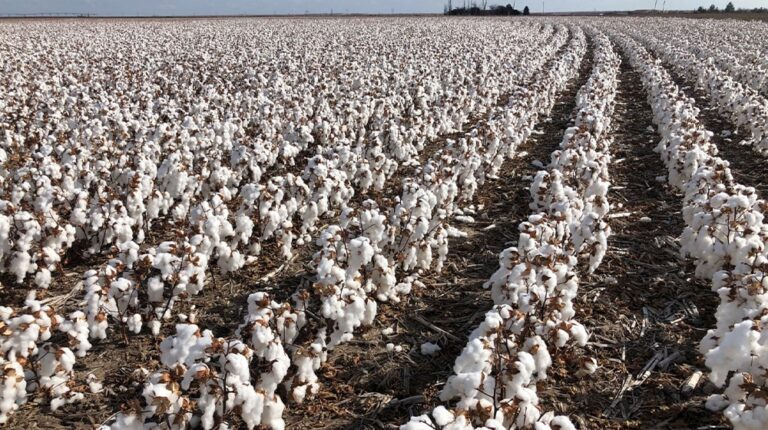 Cotton Import Bill to Rise 3.9x in FY25 as Local Production Falls by 37%