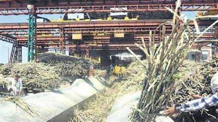 Sugar Mills to Begin Crushing Season from November 21 Sugar Mills to Begin Crushing Season from November 21