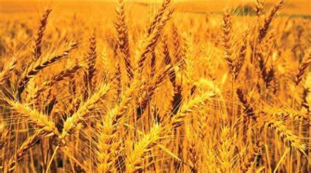 Government Sets Wheat Production Target at 33.58 Million Tons