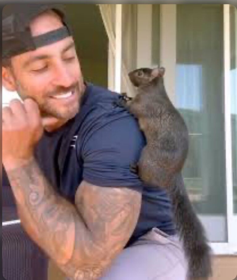 The man who took in orphaned Peanut the squirrel says its ‘surreal’ officials Euthanized his pet