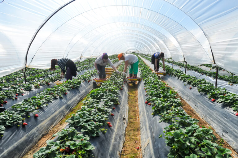 UK Government Unveils 45,000 Seasonal Worker Visas for 2025