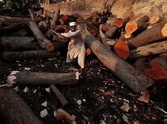 Simple Steps for Everyday Pakistanis to Help Tackle Climate Change and Deforestation