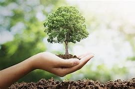 Plant Trees and Support Reforestation Projects