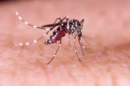 District Administration Reports No New Dengue Cases in Islamabad Following Preventive Efforts