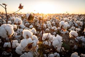 Cotton Arrivals Drop 33%