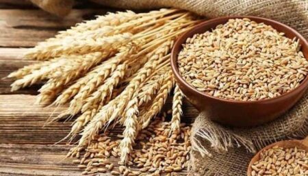 China and Pakistan Collaborate on Wheat Improvement Through Molecular Breeding