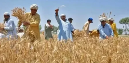 Govt Rules Out Wheat Imports for 2024, Scraps Support Price as Part of IMF Deal