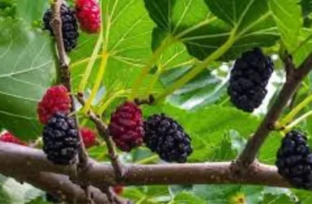 CDA to Remove Wild Mulberry Trees in Islamabad