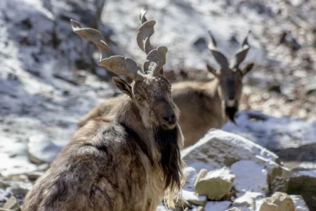 Markhor Trophy hunting in Gilgit - Bloom Pakistan