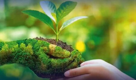 Punjab to Plant 200,000 Trees for Greener Future
