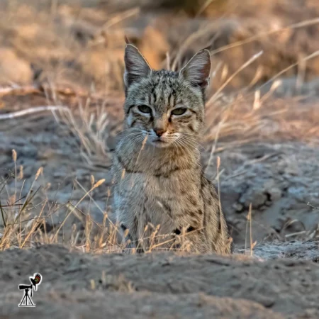 Rare Asiatic Desert Big Cat