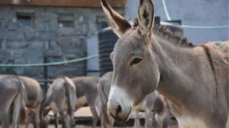 Donkey, skins, Customs, Karachi,