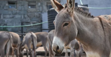 Export Donkey Meat from Pakistan