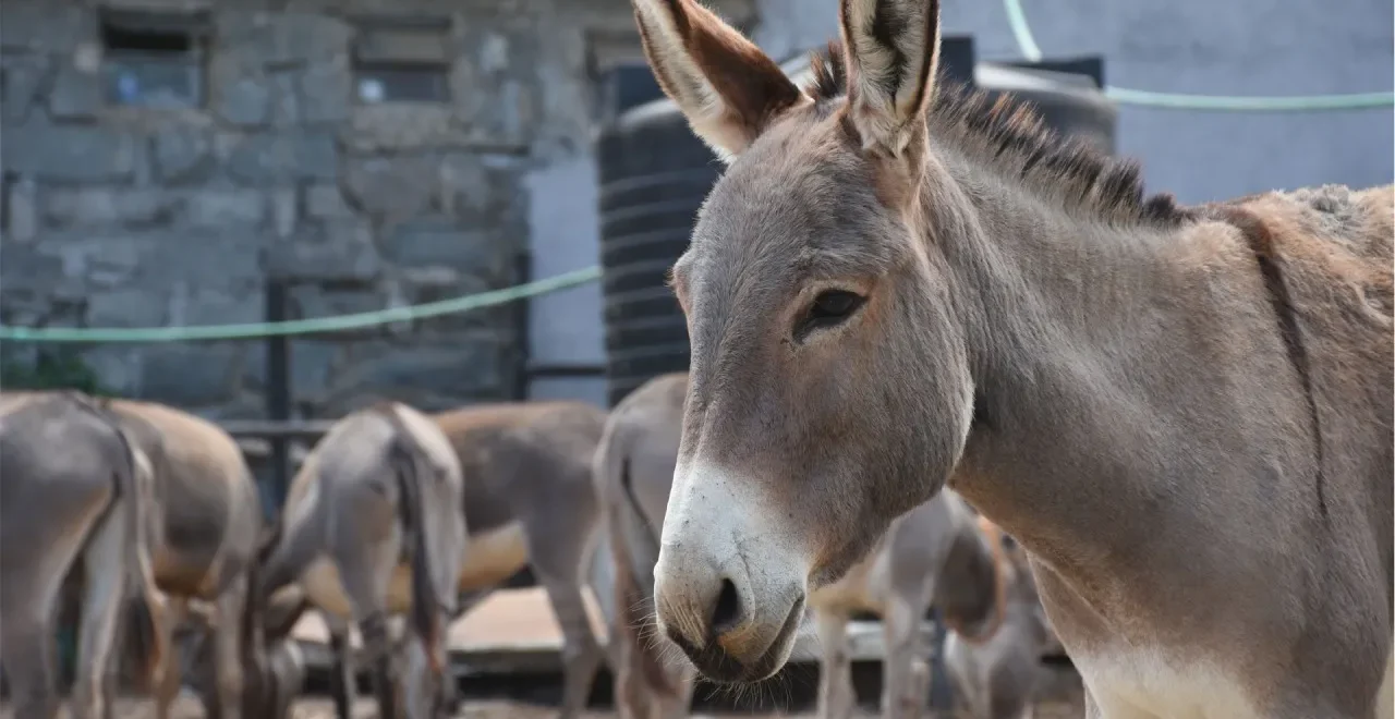Export Donkey Meat from Pakistan