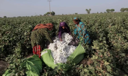 cotton, season, Ginning, Sindh, Punjab, Ahmed Mukhtar
