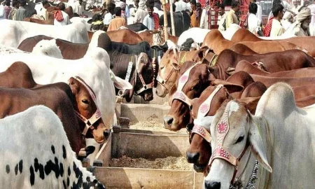 Eid Cattle Markets