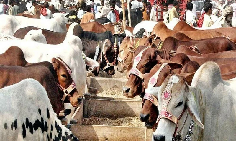 Eid Cattle Markets