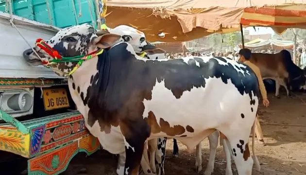 Eidul Azha 2025: Islamabad & Lahore Reveal Official Cattle Market Locations