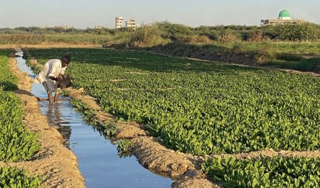 Farming with Sewage Water