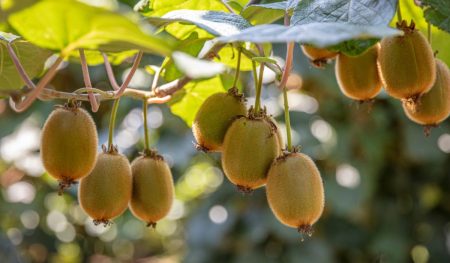 Kiwi Fruit Season in Pakistan 2025 – Time to Enjoy Nature’s Sweetness Ripe green kiwi fruits harvested during Pakistan's 2025 season