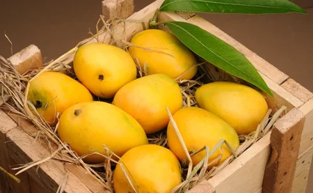 Mango Export