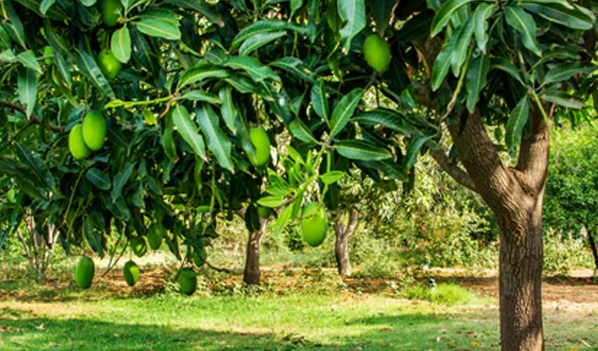 Pakistan to Begin Mango Exports from May 25