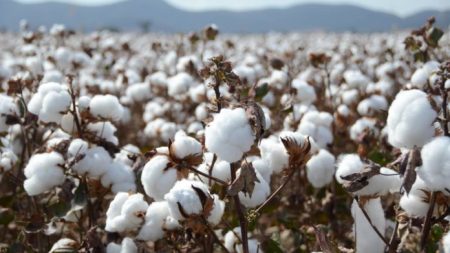 Punjab Achieves 60% Cotton Sowing Target