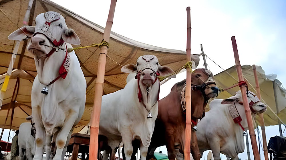 Six Official Cattle Markets Approved in Islamabad Ahead of Eid