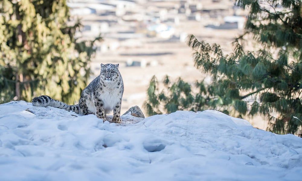 Snow Leopards