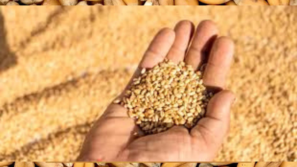 Close-up of wheat grains in Pakistan market with sacks and fresh produce, symbolizing wheat rate updates 2025
