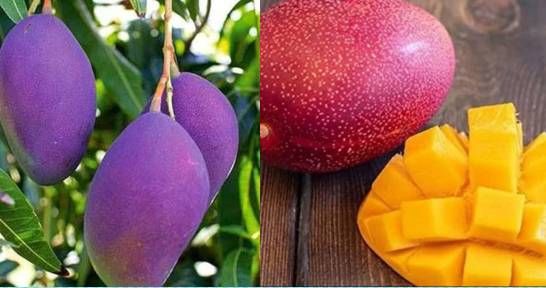 World's Most Expensive Purple Mango Now in Pakistan
