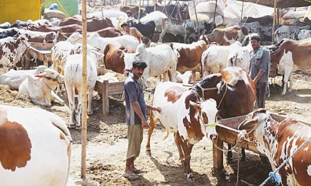 Eid-ul-Azha: Islamabad’s Six Cattle Markets See 55% Surge in Annual Revenue
