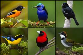 Birds of Pakistan: A Colorful Symphony of Nature