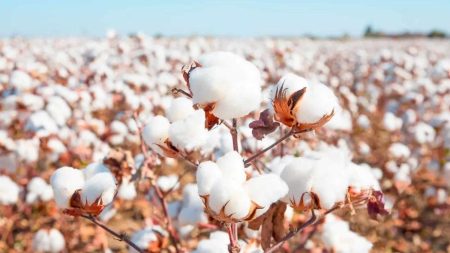 A wide view of cotton fields in Pakistan with farmers harvesting under clear skies, representing the cotton industry in 2025.
