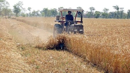 Pakistani wheat farmers facing significant financial losses due to price decline and natural disasters