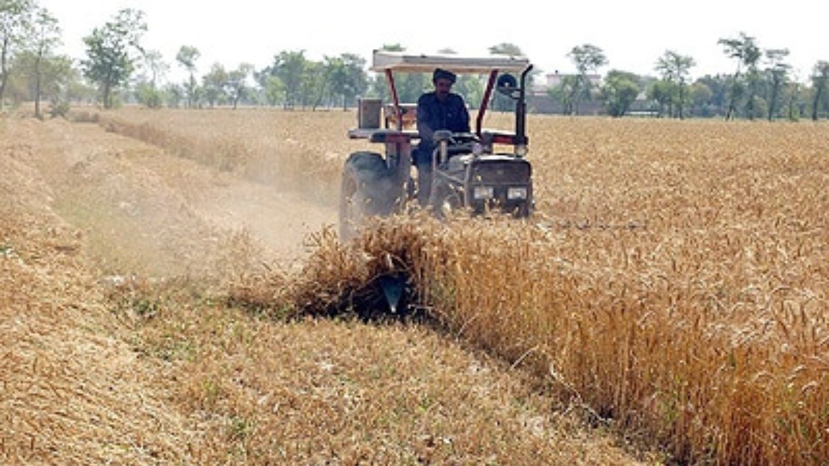 Pakistani wheat farmers facing significant financial losses due to price decline and natural disasters