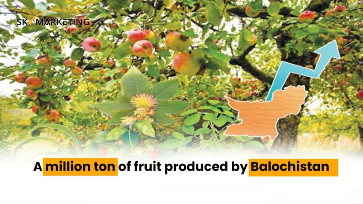 Assorted fresh Balochistan fruits including grapes, apples, dates, and almonds