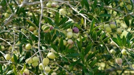 Govt Allocates Rs. 500M for Olive Farming