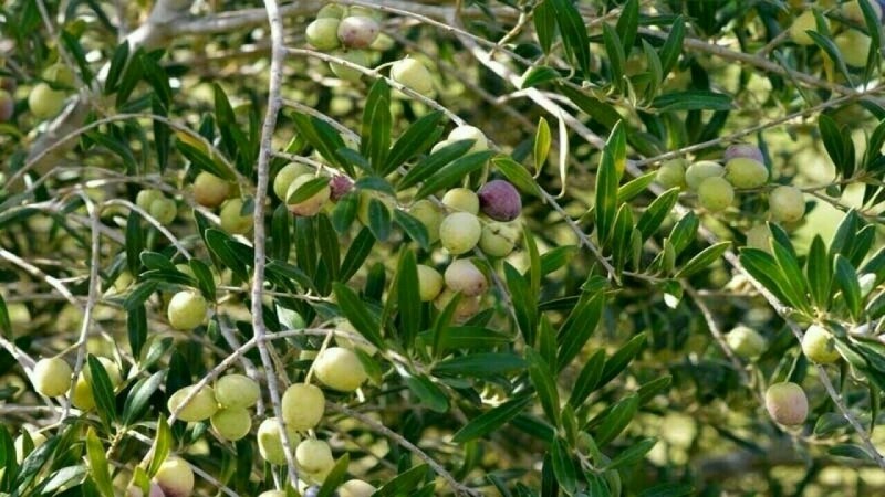 Govt Allocates Rs. 500M for Olive Farming