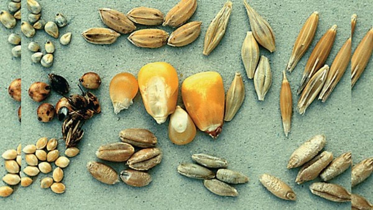 A variety of healthy breakfast cereals available in Pakistan in 2025