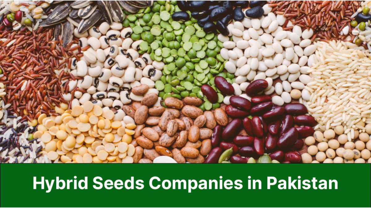 Farmer sowing hybrid seeds in a green field in Pakistan