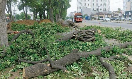 LHC Warns Against Illegal Tree Cutting in Lahore
