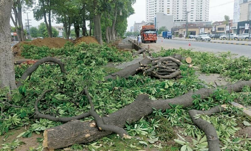 LHC Warns Against Illegal Tree Cutting in Lahore