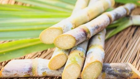 Lush green sugarcane crop under sunlight in Punjab, Pakistan