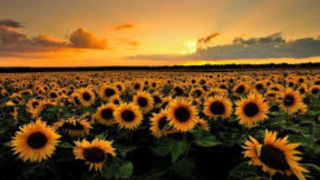 Bright sunflower field in Pakistan under clear sky during harvest season