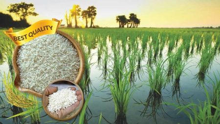 Fields of top cultivated rice varieties in Pakistan
