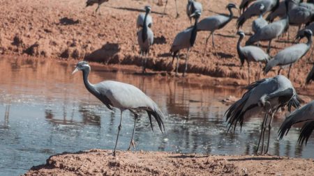 Tribal man using traditional crane trapping method in Pakistan