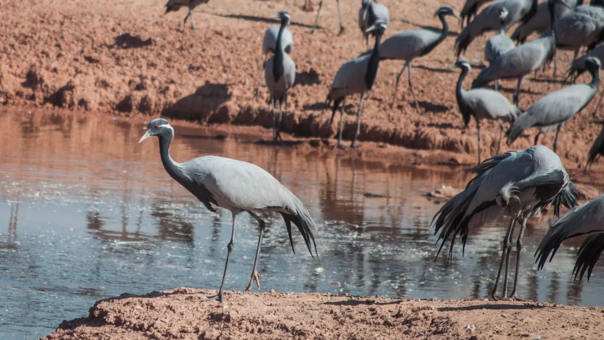 Tribal man using traditional crane trapping method in Pakistan