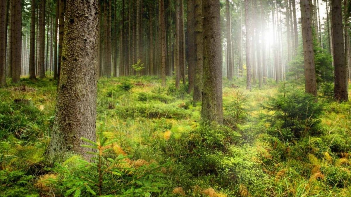 The Green Heritage of Pakistan thrives through its diverse trees shaping landscapes and cultures.