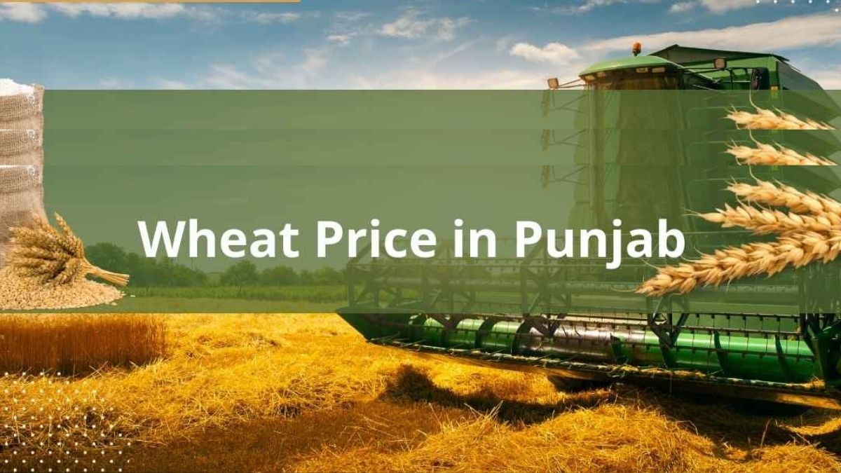 Updated wheat prices in Punjab cities for June 2025